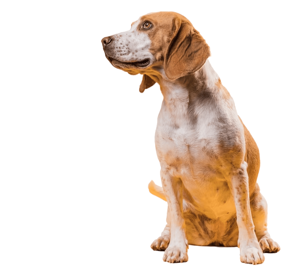 Imagem principal VetBots